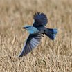 Mountain Bluebird
